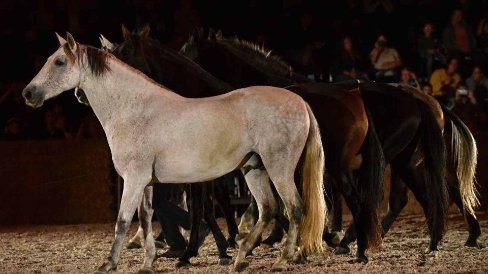Kůň 2021 v Lysé: Tradiční denní program a večerní koňská ABBA galashow