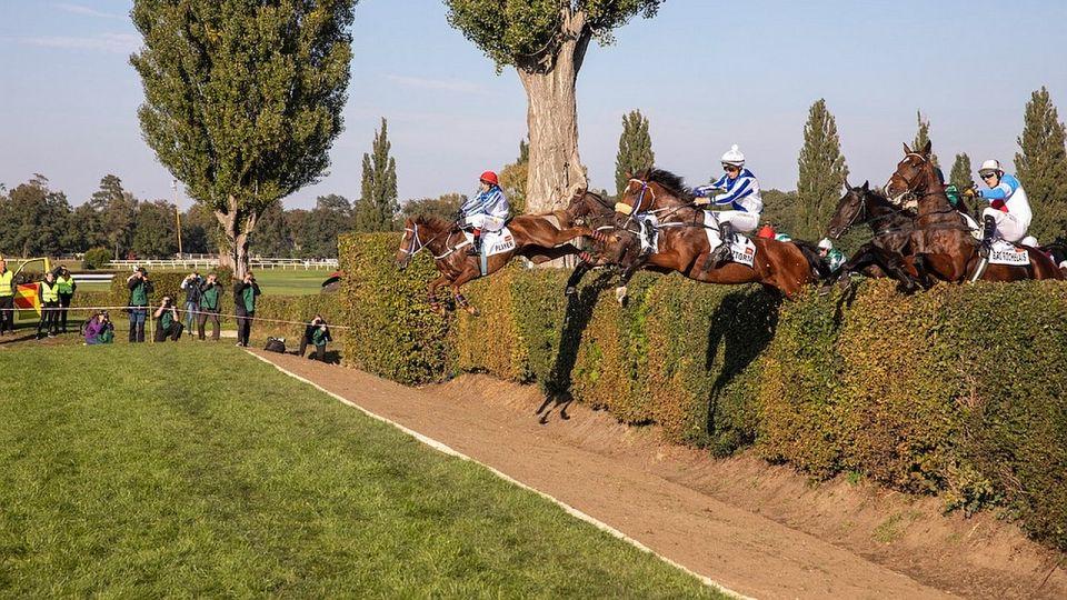Equinews: Talent vítězem Velké pardubické. Derby ovládla Dittrichová