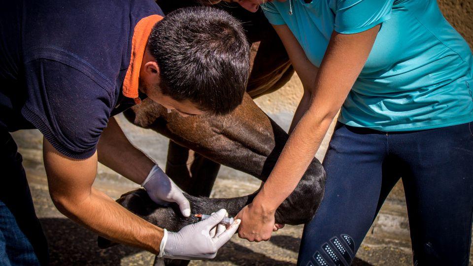 Po škole jsem letěl pracovat do Dubaje, říká veterinář Martin Brát