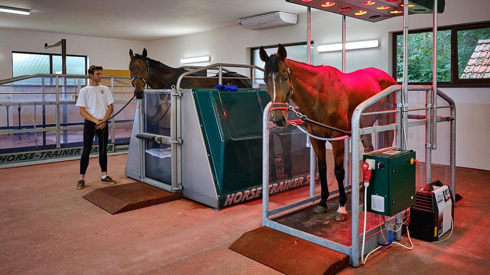 Začalo to vysloužilým dostihákem, vypráví Sůrová o rehabilitaci koní