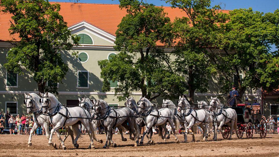 Po třech letech Rudolfův pohár i další lákadla kladrubského hřebčína