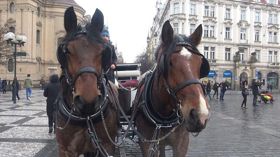 Dílčí úspěch fiakristů. Zastupitelé Prahy chtějí umožnit jejich provoz