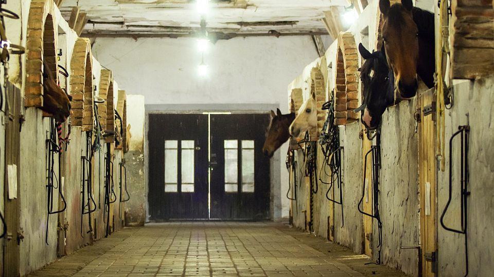 Stáj Al-Kham-Sa vyrostla z kravína. Už dvacet let tam chovají poníky