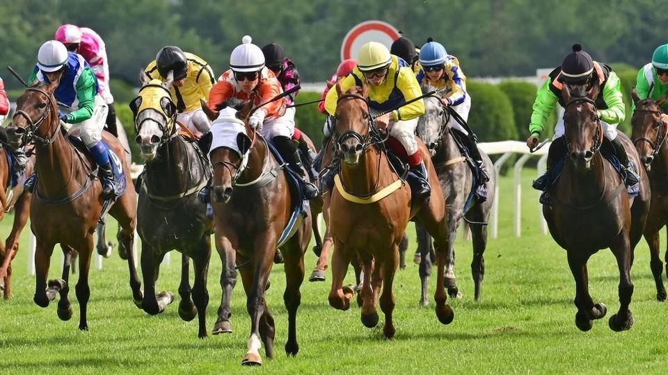 Kůň roku 2021: Ve hře jsou Hazarder, L'Estran, Nagano Gold a Talent