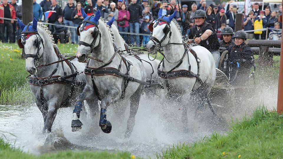 Kladruby zahájily návštěvnickou sezonu 2022. Chystají závody spřežení