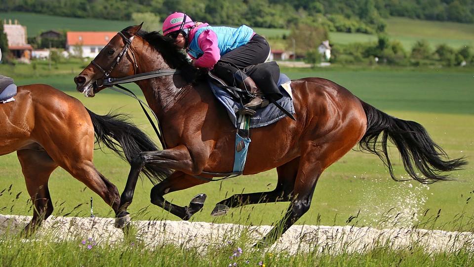 Nagano Gold ve stopách Železníka a Orphee. Stal se potřetí Koněm roku