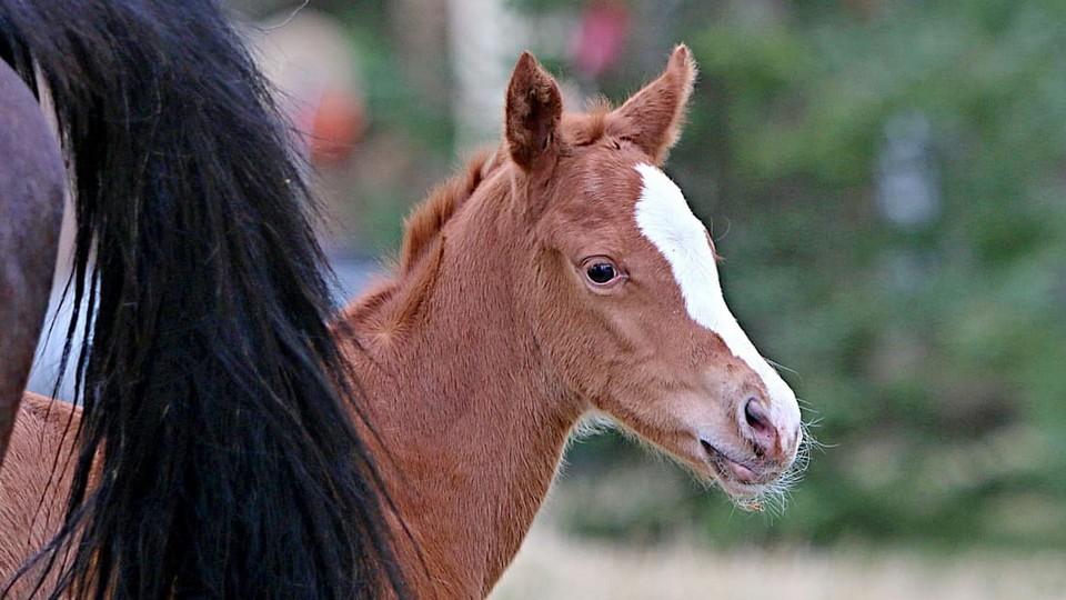 Foto: Nový přírůstek na Levíně. Krasava a Kristiano mají polosestru