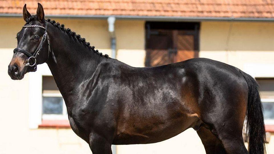 Elektronická aukce koní: ZH Tlumačov nabízí čtyři hřebce a valacha