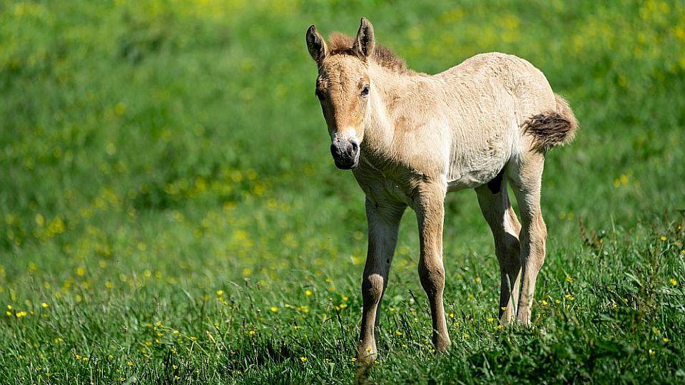 Jubilejní přírůstek. Zoo Praha hlásí 250. hříbě koně převalského