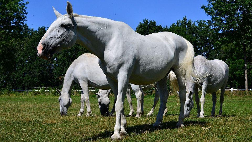 Zasloužilá kobyla z Kladrub oslavila 28. narozeniny. Dala 14 hříbat