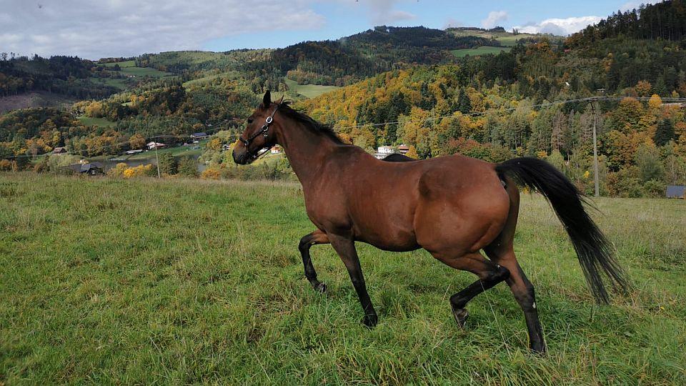 Vítěz Velké pardubické Hegnus i vlajkonoš Ota se vrací do Pardubic