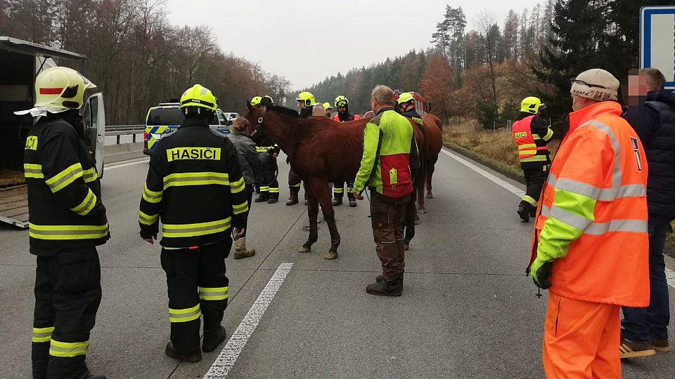 Čtyři koně zastavili v pátek provoz na D1. Podařilo se je odchytit