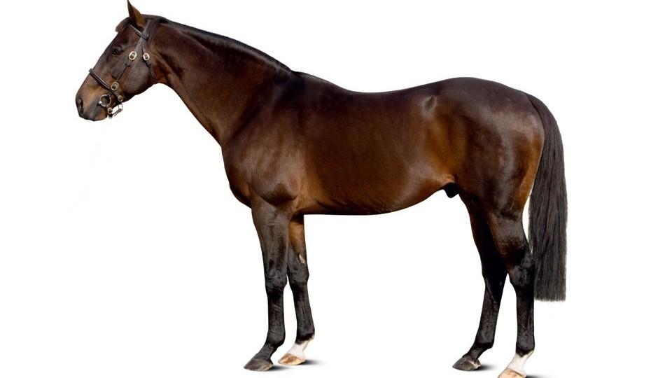 Hvězdný sprinter i oblíbenec Alžběty II. Uhynul velký Royal Applause
