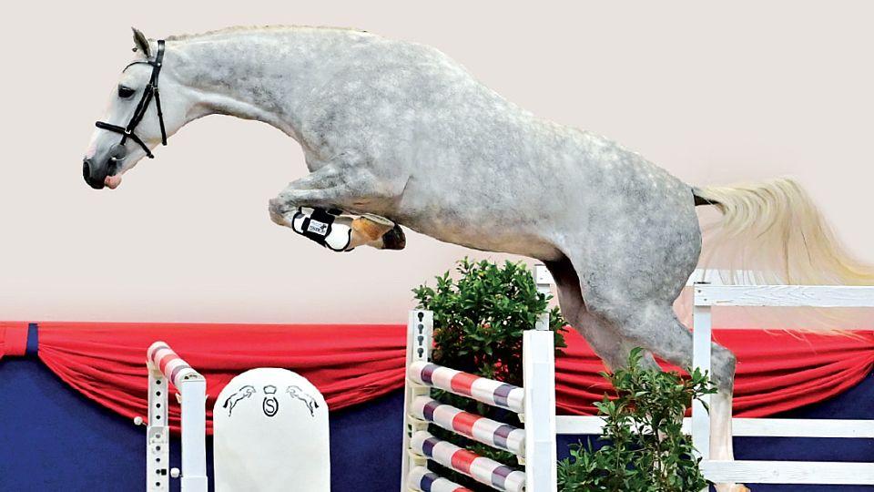 Cardentino v majetku Kateřiny Brožové uspěl na körungu ve Vechtě