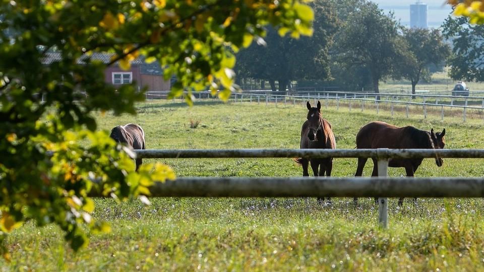 Názor: Přežije hřebčín Napajedla? Jde o hodně, mlčení je nepřijatelné