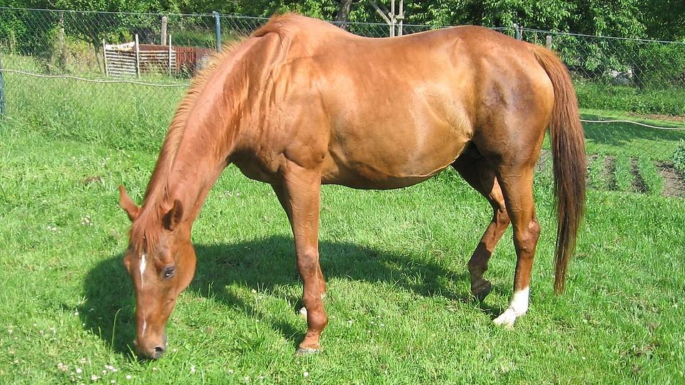 Bojovnice, která chtěla mít hlavu vždy vpředu. Vapeta se dožívá 25 let