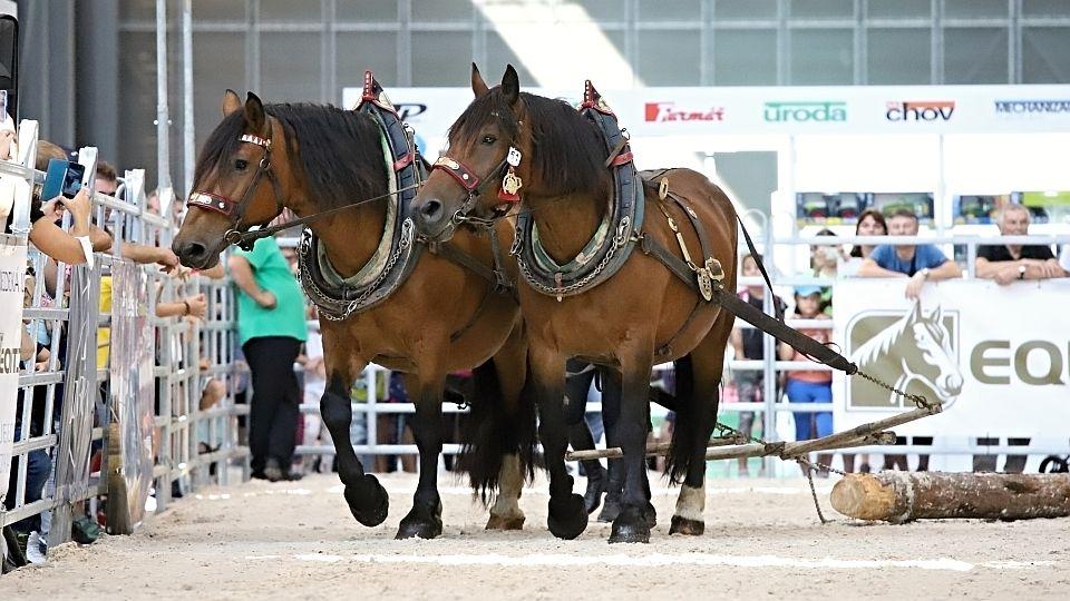 Koní při výstavě hospodářských zvířat v Brně přibylo, říká Sobotková