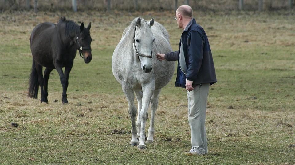 Město Mimoň chce koupit pozemky hřebčína. Zaplatí 17 milionů korun