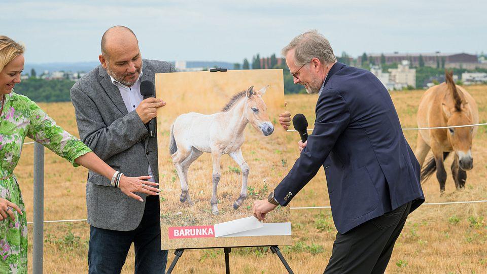 Premiér Petr Fiala pokřtil hříbě koně Převalského. Jmenuje se Barunka