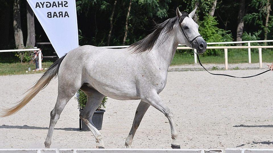 Živě: Sledujte XXXI. Národní přehlídku koní plemene Shagya arab