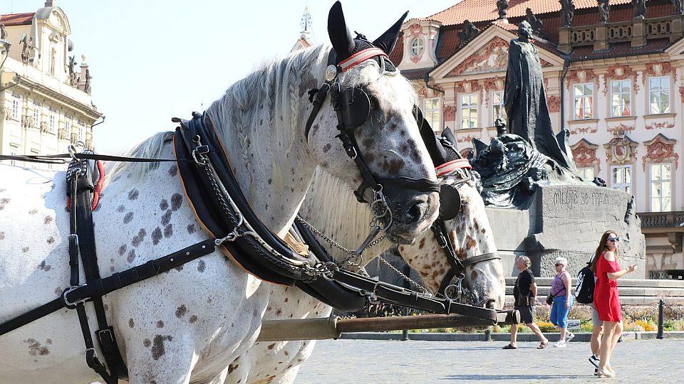 Ani v létě koně fiakristů netrpí, opakovaně zjistily podrobné kontroly