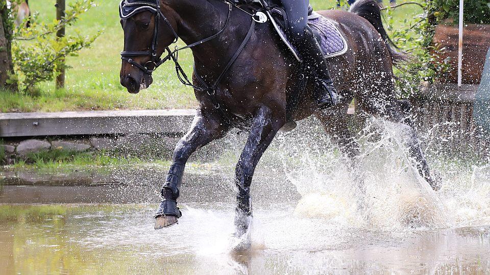 Význam elektrolytů ve výživě koní. Při sportu je doplňování důležité
