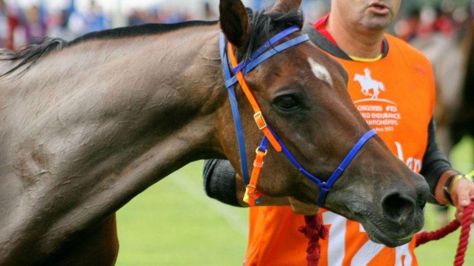 Legenda vytrvalosti: Nobby překonal 160 kilometrů v jakémkoliv terénu