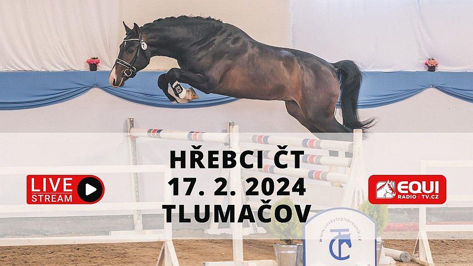 Živě: Sledujte II. předvýběr hřebců 2024 pro plemennou knihu ČT v Tlumačově