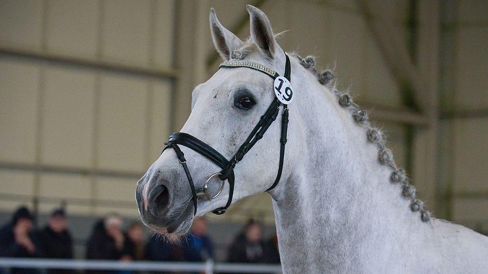 Royal White TN se stal vítězem körungu ČT. Prémii obdrželi hned tři hřebci