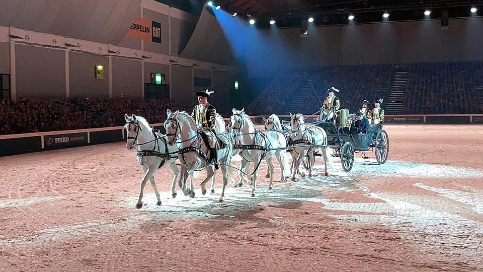 Tlukot srdce a kopyt: Starokladrubští bělouši zářili ve Friedrichshafenu