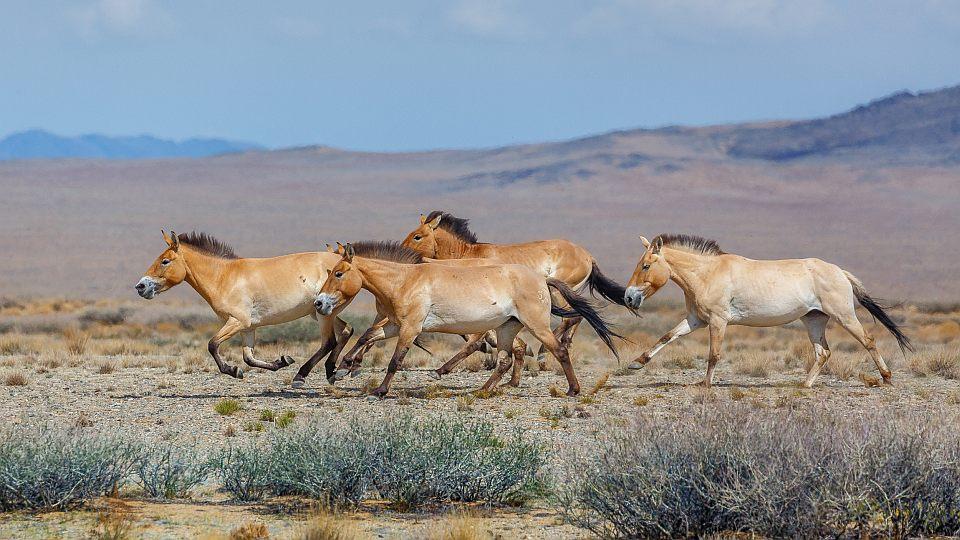 Osm koní Převalského odletí v červnu armádními letouny do Kazachstánu