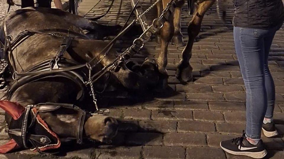Kůň upadl, nic se mu nestalo, ale politici opět volají po zákazu fiakristů