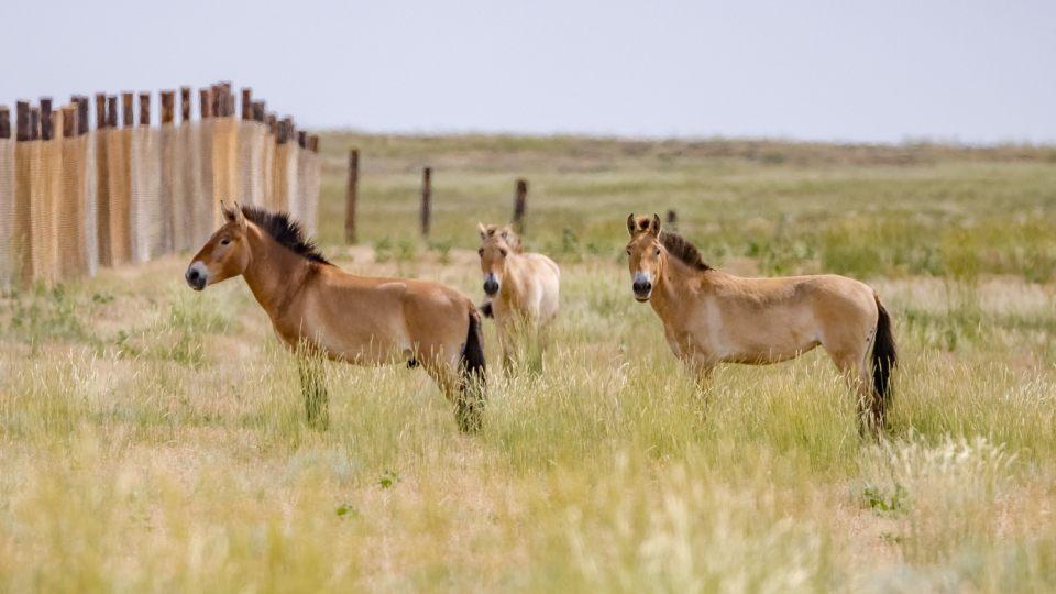 ikonka