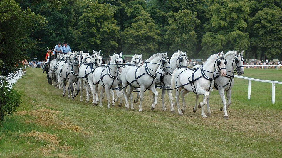 V Kladrubech zapřáhnou rekordních 24 koní. Černobílé domino povede Nesvačil