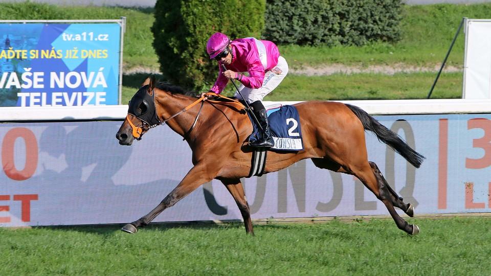 Nenápadná šampionka. Fine Anyway vyniká pracovitostí, chválí Lukášek