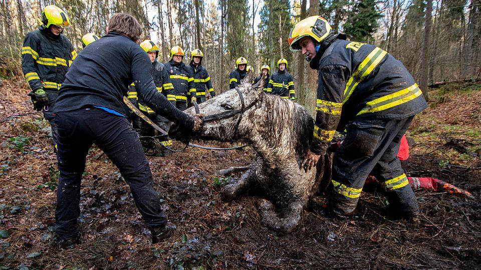 Ve Frýdeckém lese zapadl kůň do bažiny. Zachraňovaly ho tři jednotky hasičů