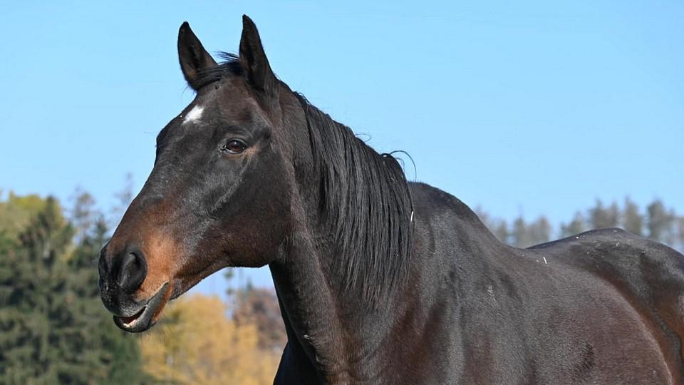 Ve věku 20 let uhynul Nikas. Hrdina Velké, který není na listině vítězů