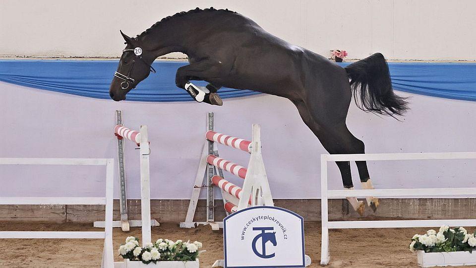 Pegassini-KL vyhrál předvýběr hřebců v Písku. Uspěl i jeho polobratr Perry