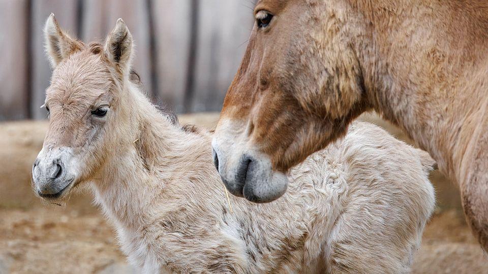 Zoo Praha se pochlubila prvním hříbětem koně Převalského z expozice Gobi