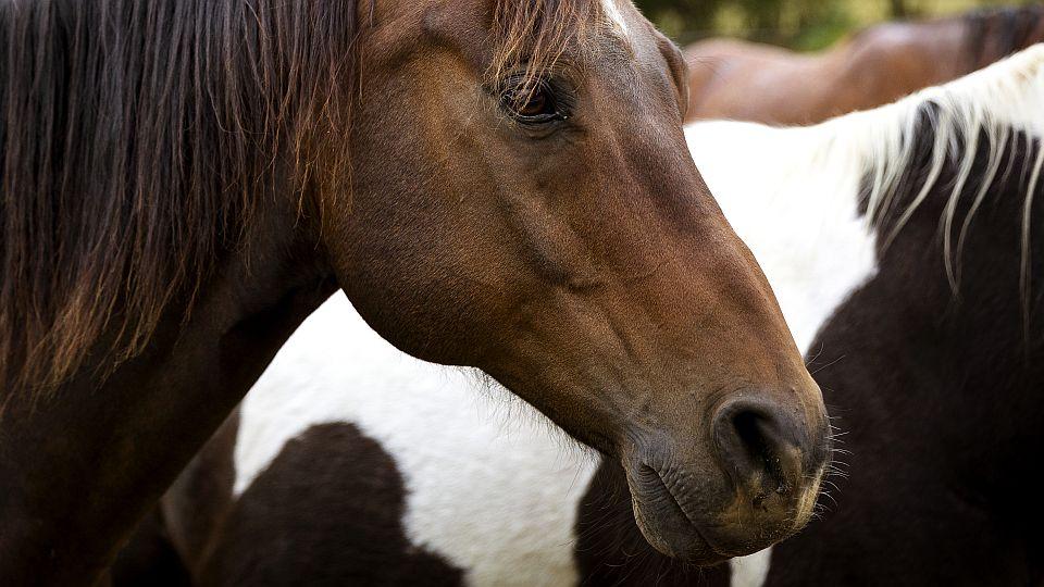 CBD pro koně: Jak může pomoci vašemu koni? Poradíme vám!