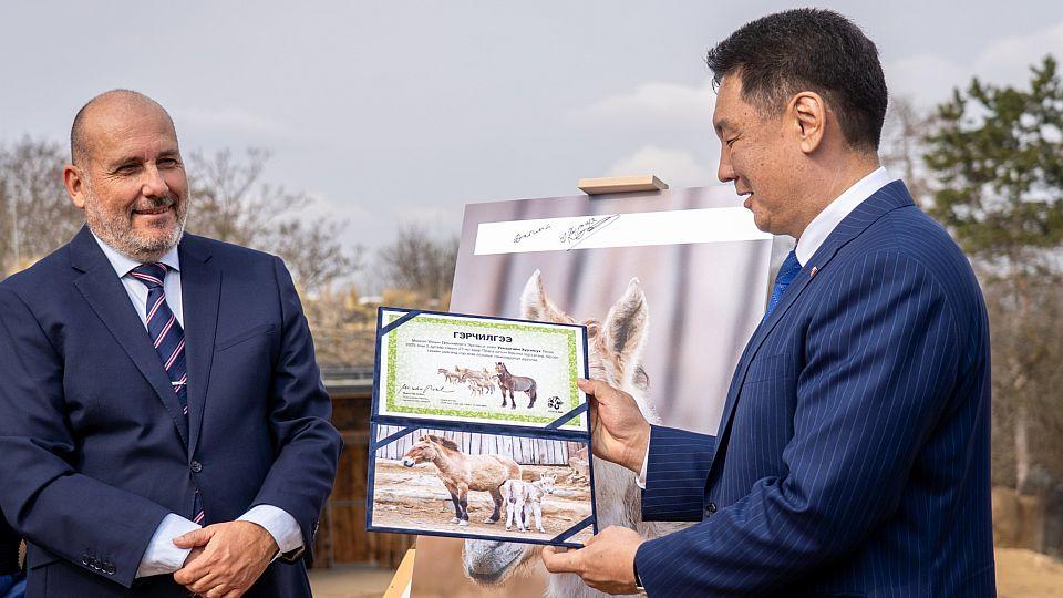 Mongolský prezident pojmenoval klisnu koně Převalského. Je to Nebeská víla