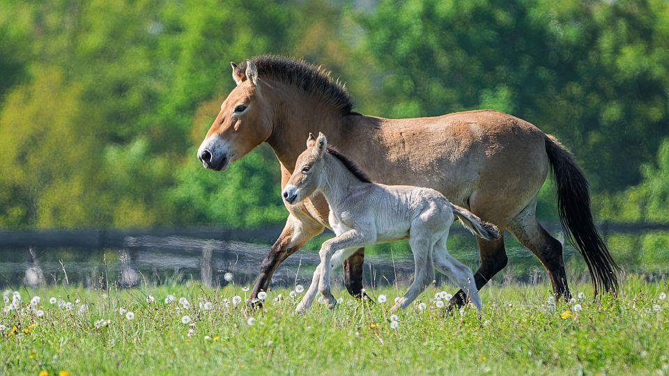 Babyboom koní Převalského: Během dubna se narodila hned čtyři hříbata