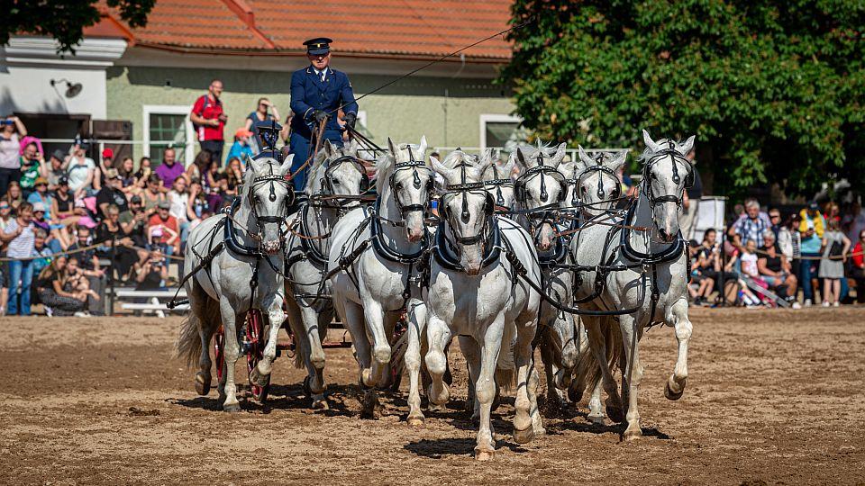 Velký kočárový rej a další vystoupení nabídne Den starokladrubského koně