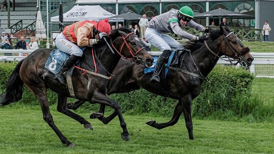 Her Him podruhé ovládl švédskou Grand National, tři umístění v Drážďanech