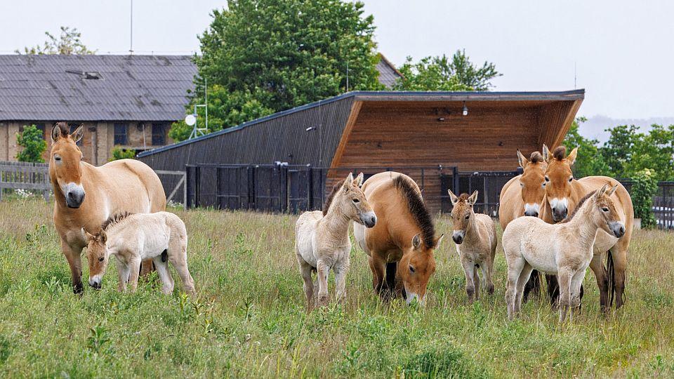 4 Tenoři pojmenovali hříbata koní Převalského. Dostala mongolská jména
