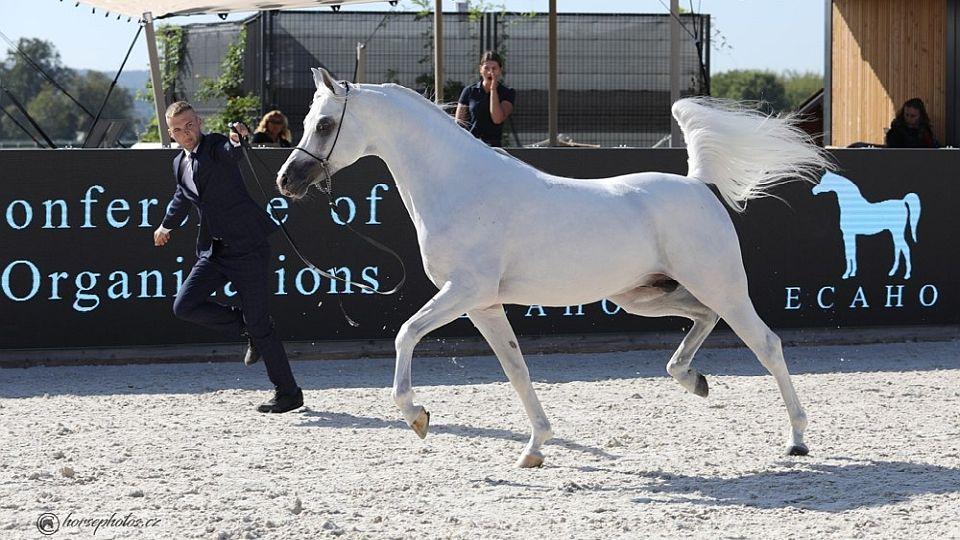 Praha hostí Global Champions Arabians Tour. Šampioni získají rekordní výhry