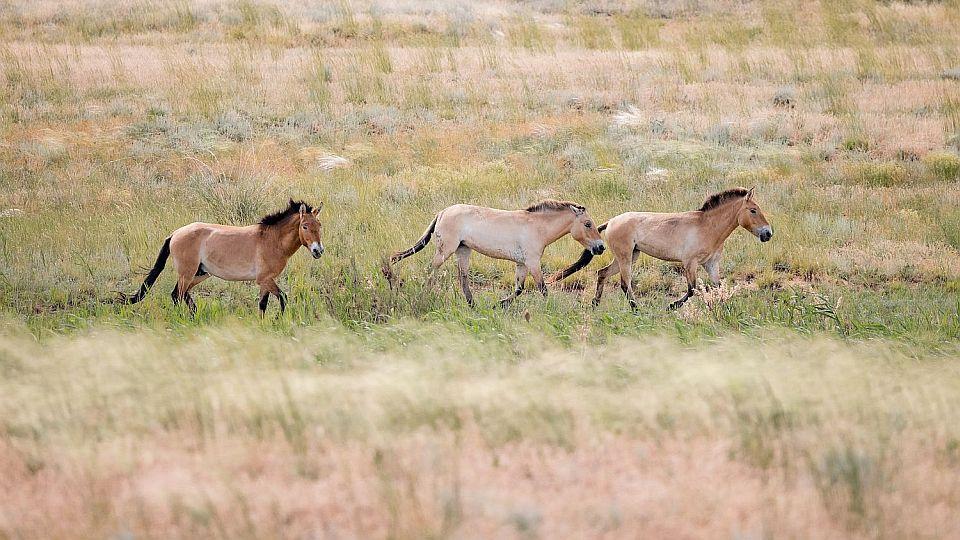 Zoo Praha se připravuje na návrat koní Převalského do východního Mongolska