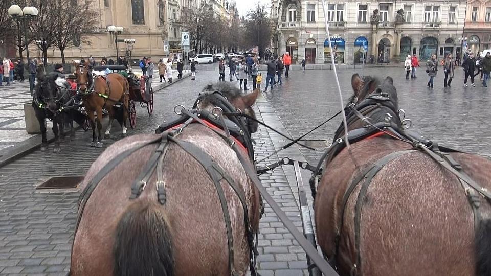 Hlas zvířat chystá protest proti fiakristům. Ti doufají v poklidný průběh