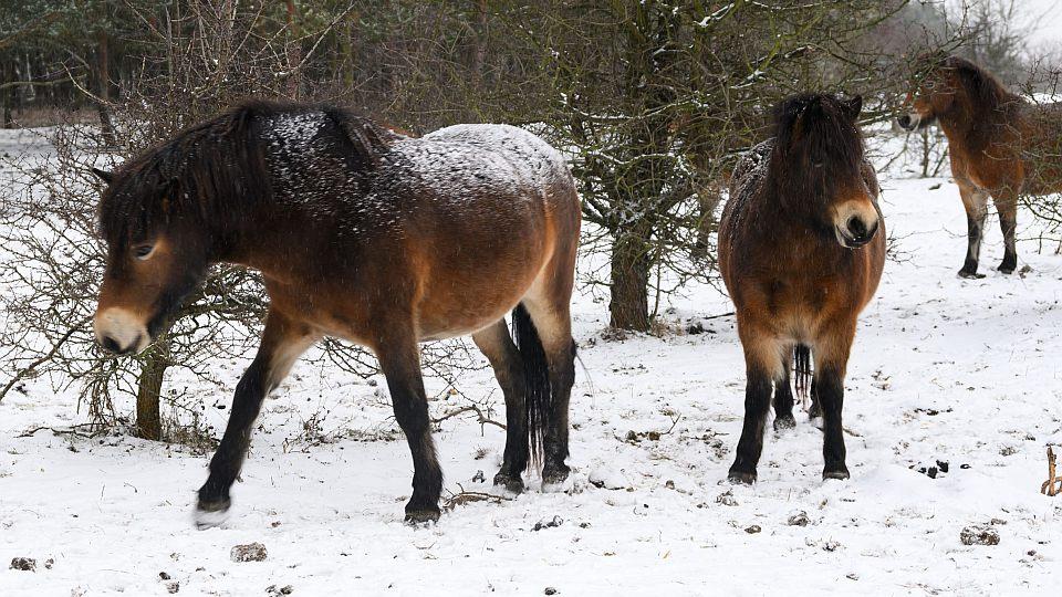 Na Šumavě vznikla nová rezervace „divokých koní“. Je už šestnáctá v ČR