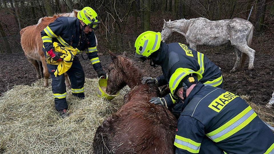 Pět zubožených koní z Táborska našlo nový domov. Jedna klisna byla uspána